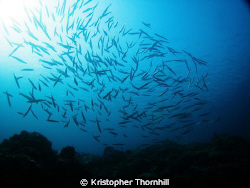 School of fish off Okinawa. by Kristopher Thornhill 